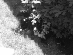 Snorri b&w